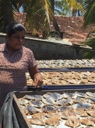 A Sri Lankan woman drying fish.jpg