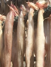 Bombay duck hanging out to dry, Western India.jpg