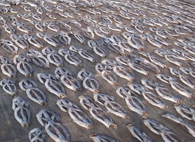 High-value large fish drying.jpg