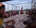 Fish sorting Bangladesh.jpg