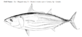 Skipjack tuna.png