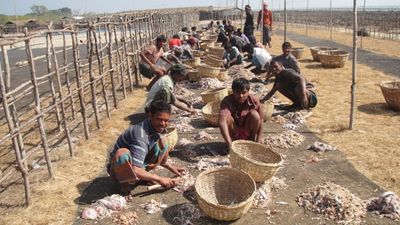 Outdoor fish processing in Bangladesh.jpg