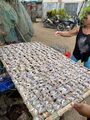 Drying rabbitfish on Bantayan Island, the Philippines.jpg