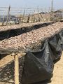 Small fish being dried on raised platforms.jpg