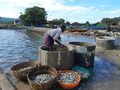 Pre-processing of fish in Tadadi.jpg