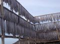 Fish hanging by their tails.jpg