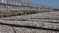 Ribbon fish and mixed croakers and other fish drying on raised racks, Naziratek, Cox's Bazar, Bangladesh.jpg