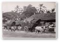 Bullock carts transporting goods, late 1800s.jpg