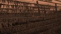 Fish drying on outdoor racks (Bombay duck), Western India.jpg