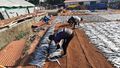Fish drying at Hoige Bazar in Mangaluru town.jpg