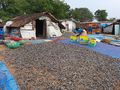 A fish drying yard in Malpe.jpg