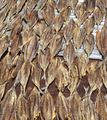Devinuwara, fish drying on rooftop, Sri Lanka.jpg