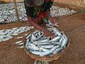 Fish being packed in a bamboo basket for transportation.jpg