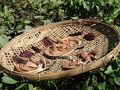 MM - Dried snakehead fish (Nga-yant-chauk).jpg