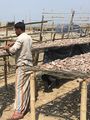 Male worker at a drying yard (Chang).jpg