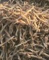 A pile of dried Bombay duck, Western India.jpg