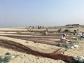 Nazirar Tek Launch Ghat - workers mending nets.jpg