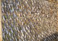 Fish drying on hanging racks, Bangladesh.jpg