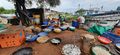 Fish drying in Honnavara.jpg