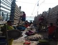 Women Drying Bombay Duck in Western India.jpg