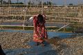 Preparing bed for fish drying.jpg