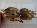 Homemade traditionally smoked featherback, Kayah State.jpg