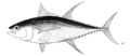 Yellowfin tuna.png