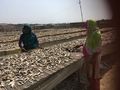 Women workers at a drying yard.jpg