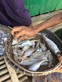 MM - Salted fish (Nga-sar-nal).jpg