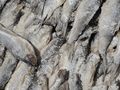 MM - Salted fish (Nga-sa-nal).jpg