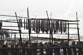 Ribbon fish is drying from bamboo poles.jpg