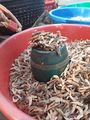 Dried shrimp measured in a seru.jpg